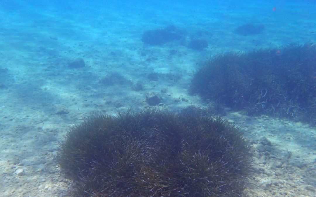 Οικότοποι στο εσωτερικό αρχιπέλαγος του Ιονίου – Λειμώνες